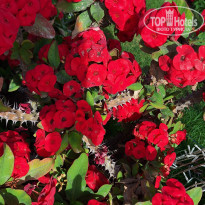 фото из отзыва ID 2669317