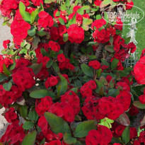 фото из отзыва ID 2669317