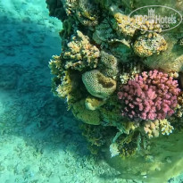 фото из отзыва ID 2667496