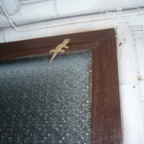 фото из отзыва ID 2669434