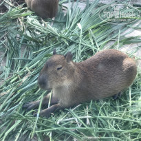 фото из отзыва ID 2669900