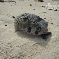 фото из отзыва ID 2670089