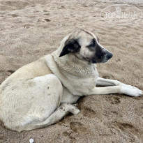 фото из отзыва ID 2670264