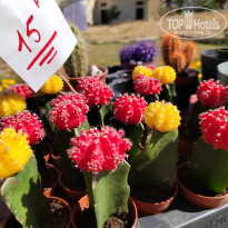 фото из отзыва ID 2670295