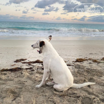 фото из отзыва ID 2670791