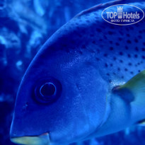 фото из отзыва ID 2670838