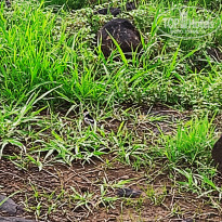 фото из отзыва ID 2671004