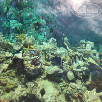 фото из отзыва ID 2671065