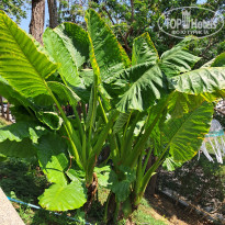 фото из отзыва ID 2671088