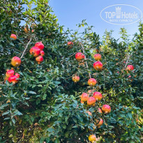 фото из отзыва ID 2671470