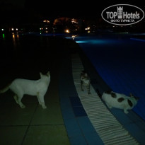 фото из отзыва ID 2671618