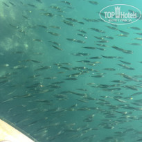 фото из отзыва ID 2671772