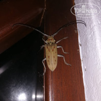 фото из отзыва ID 2671773