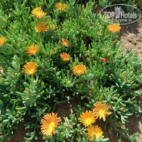 фото из отзыва ID 2671782