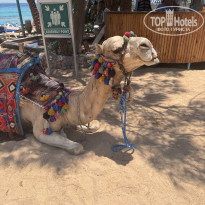 фото из отзыва ID 2672347