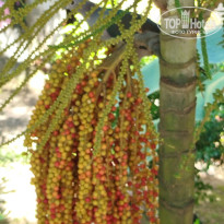 фото из отзыва ID 2673251