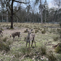 фото из отзыва ID 2673375