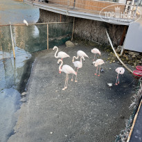 фото из отзыва ID 2673285