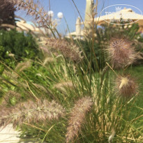 фото из отзыва ID 2673915