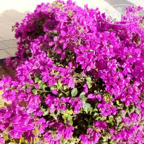 фото из отзыва ID 2673972