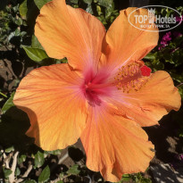 фото из отзыва ID 2674304