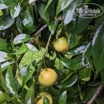 фото из отзыва ID 2674478