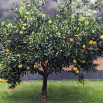 фото из отзыва ID 2674478