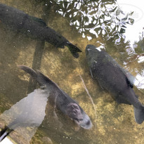 фото из отзыва ID 2675177