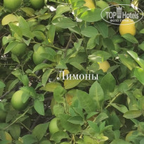 фото из отзыва ID 2675204