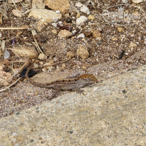 фото из отзыва ID 2675294