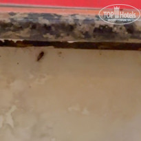 фото из отзыва ID 2675445