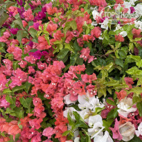 фото из отзыва ID 2675708