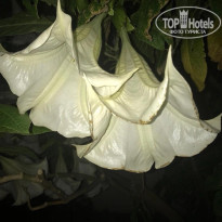 фото из отзыва ID 2675751