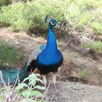 фото из отзыва ID 2675779