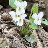 фото из отзыва ID 2677565