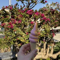 фото из отзыва ID 2677807