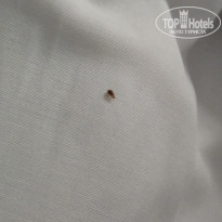 фото из отзыва ID 2677910