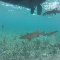 фото из отзыва ID 2677925