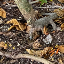 фото из отзыва ID 2678180