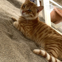 фото из отзыва ID 2678295