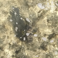 фото из отзыва ID 2678480