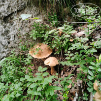 фото из отзыва ID 2678549