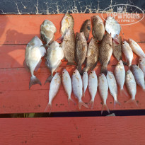 фото из отзыва ID 2678802