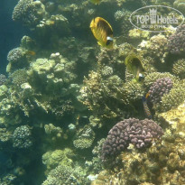 фото из отзыва ID 2678976