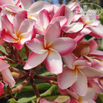 фото из отзыва ID 2679179