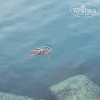 фото из отзыва ID 2679194