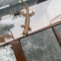 фото из отзыва ID 2679350