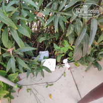 фото из отзыва ID 2679460