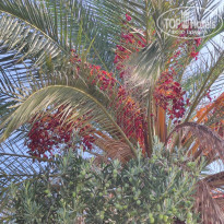 фото из отзыва ID 2679460