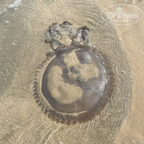 фото из отзыва ID 2679494